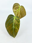 Philodendron Melanochrysum Var@BC Warehouse