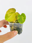 Deluxe Variegated Anthurium Combo @BC Warehouse