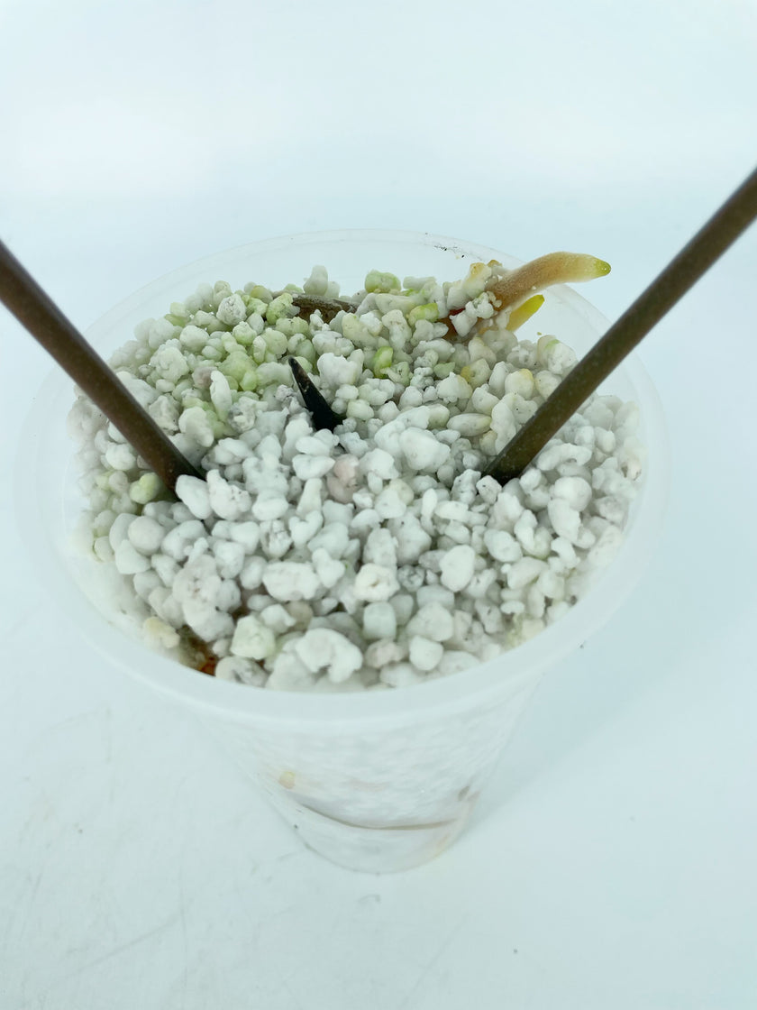 *Grower’s Choice* Anthurium King of Spades KOS