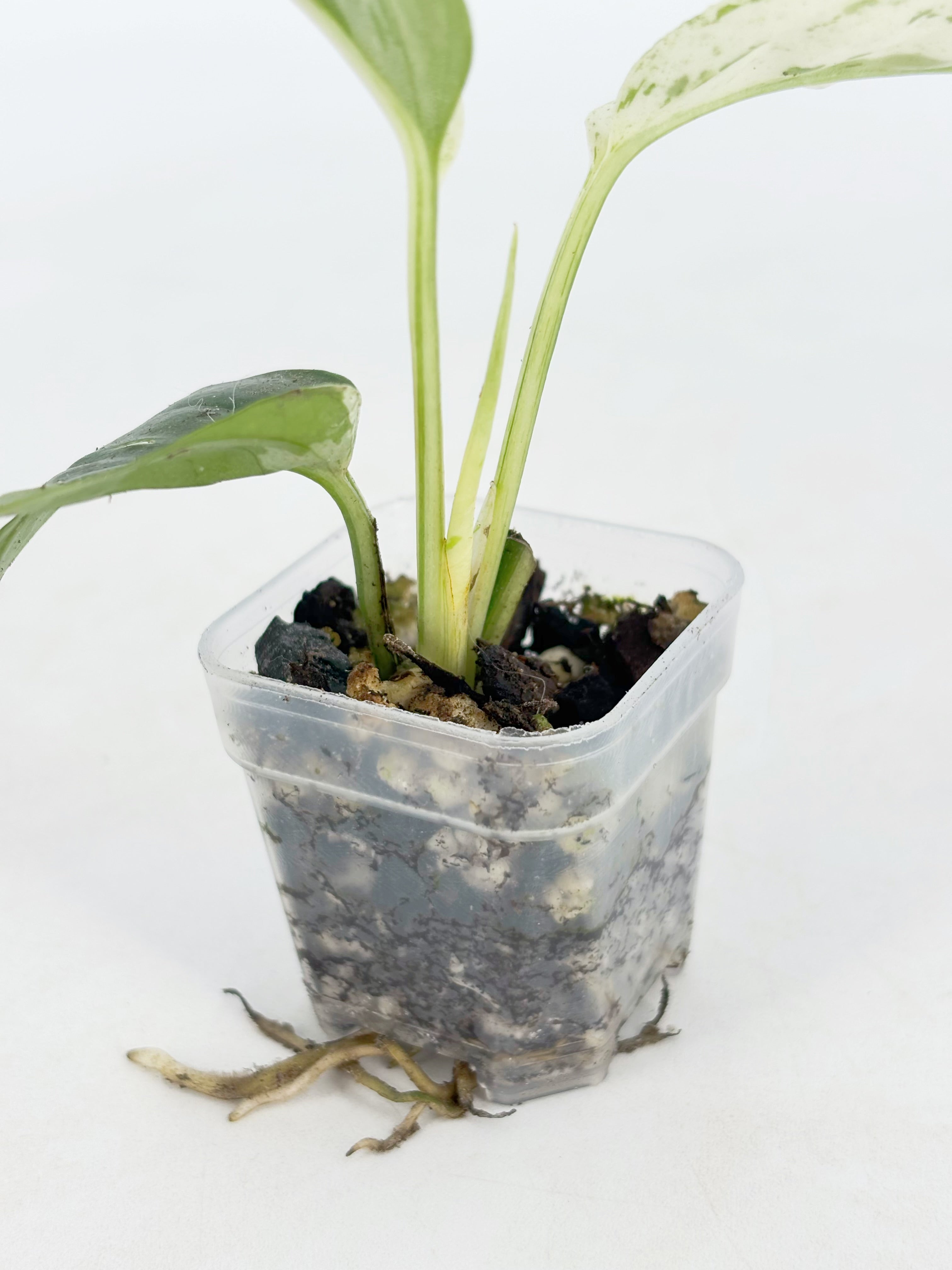 Rare Plant Starter Box@BC Warehouse *Local Pick up or Delivery Only*