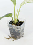 Rare Plant Starter Box@BC Warehouse *Local Pick up or Delivery Only*