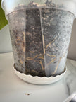 Monstera Albo