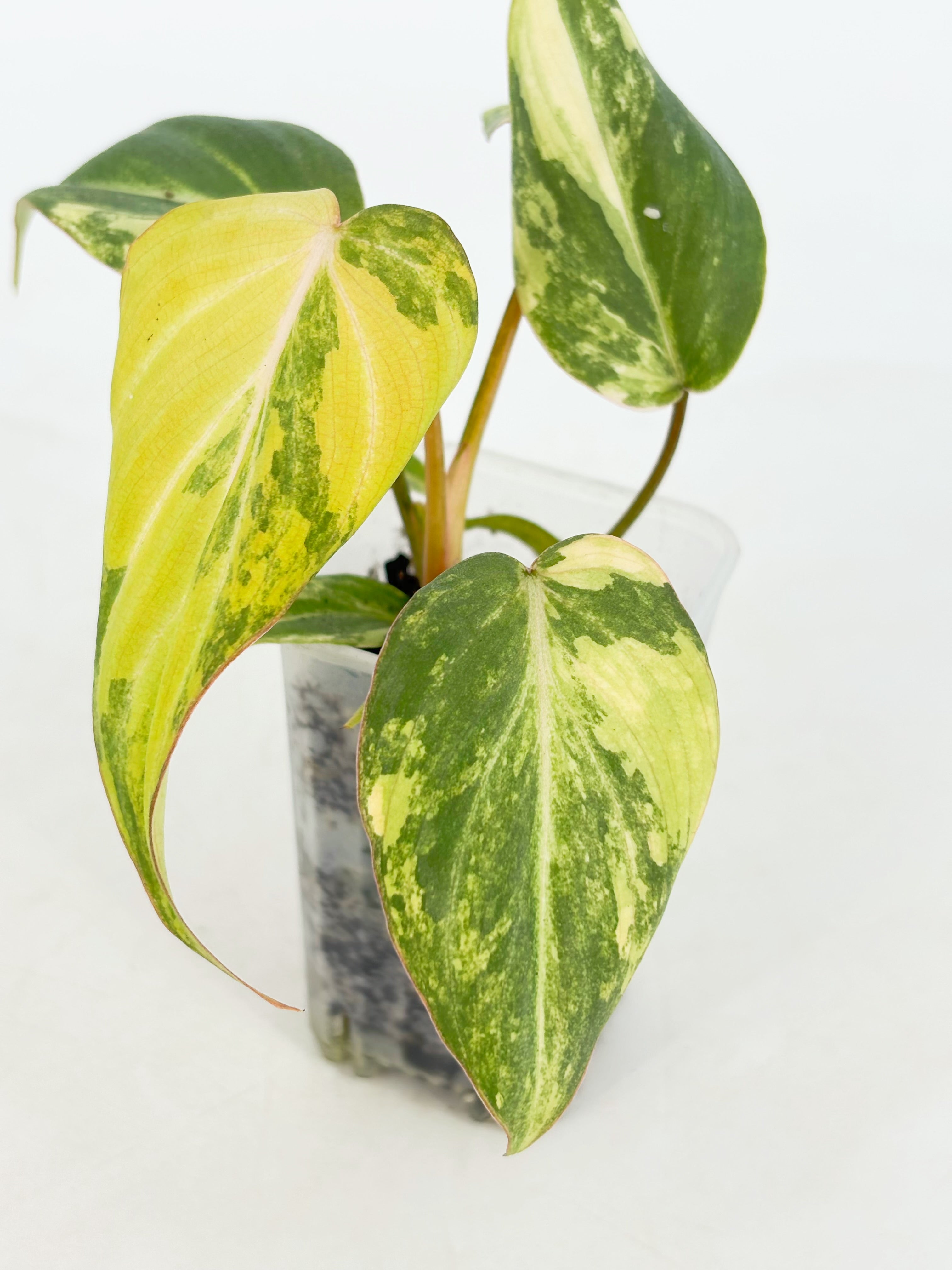 Philodendron Gloriosum Tricolor@BC Warehouse
