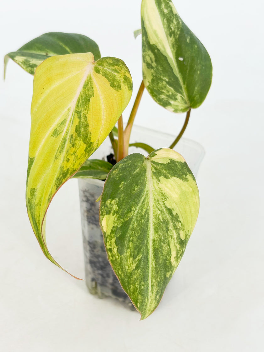 Philodendron Gloriosum Tricolor@BC Warehouse