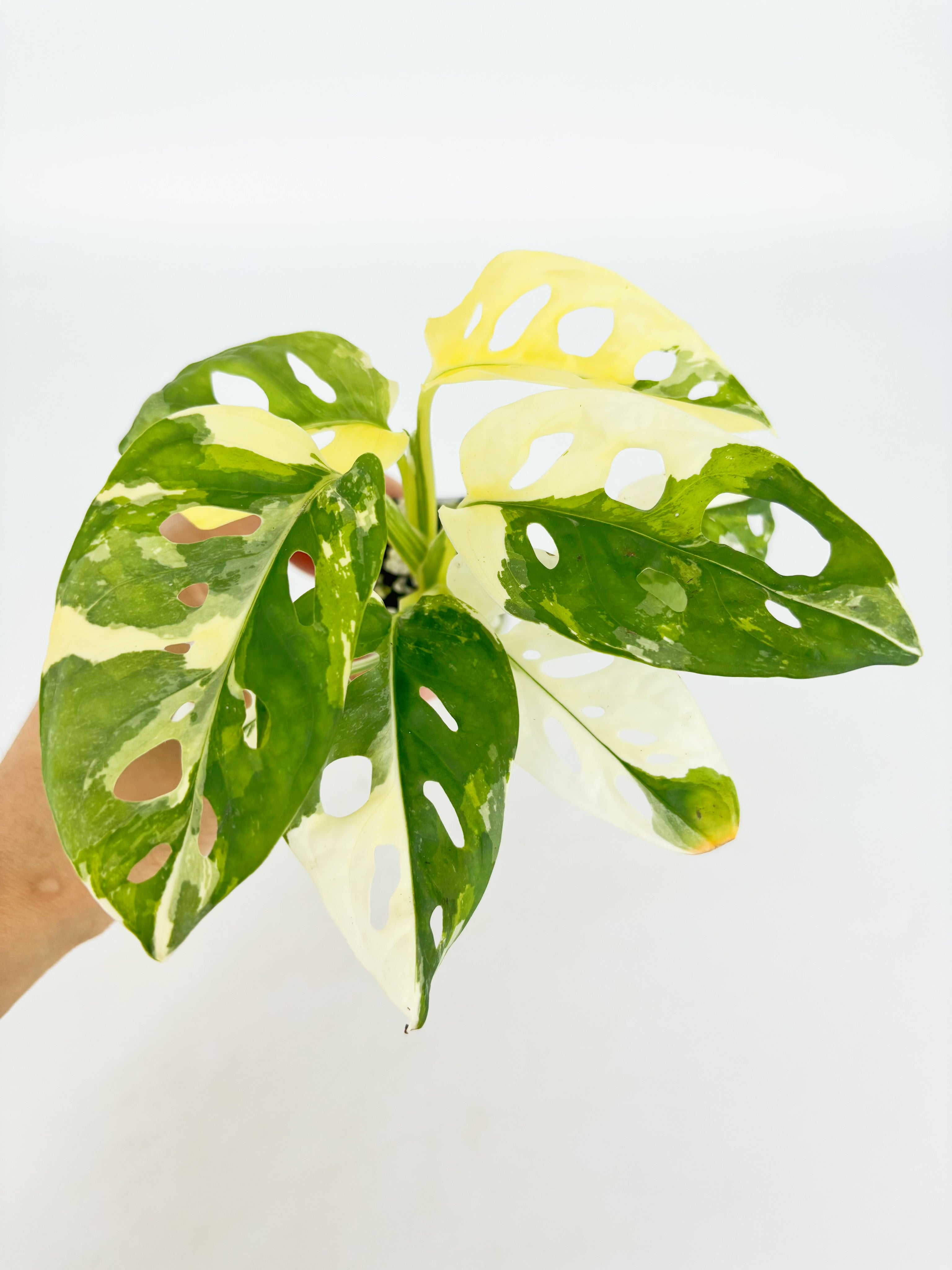 Monstera Adansonii Tricolor Japan@BC Warehouse