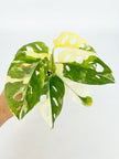 Monstera Adansonii Tricolor Japan@BC Warehouse