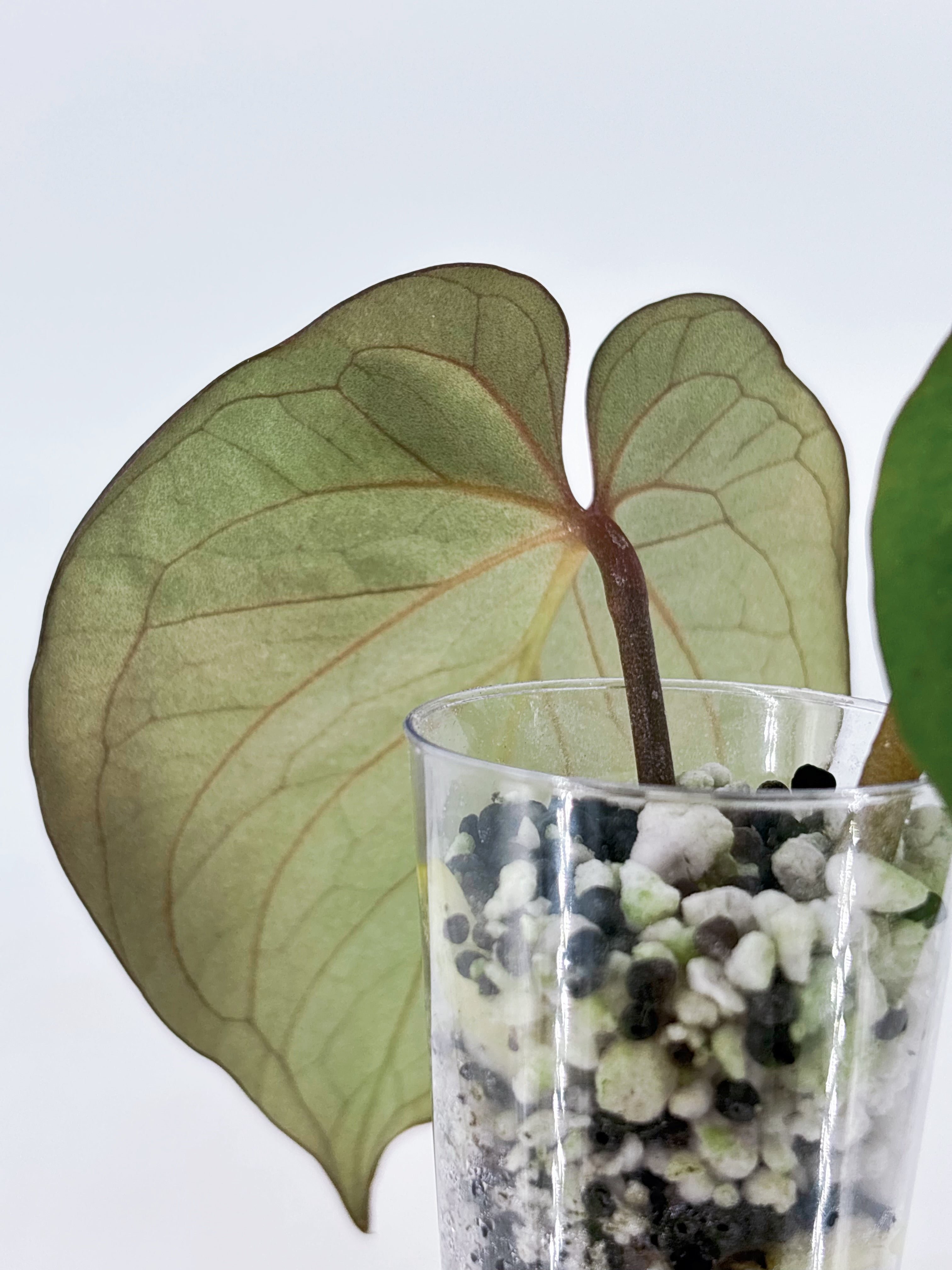 Anthurium King of Spades (KOS) @BC Warehouse