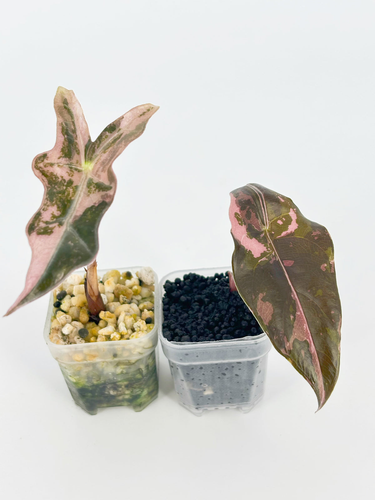 Alocasia Pink Combo (Nobilis & Chantrieri) @BC Warehouse