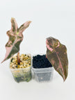 Alocasia Pink Combo (Nobilis & Chantrieri) @BC Warehouse