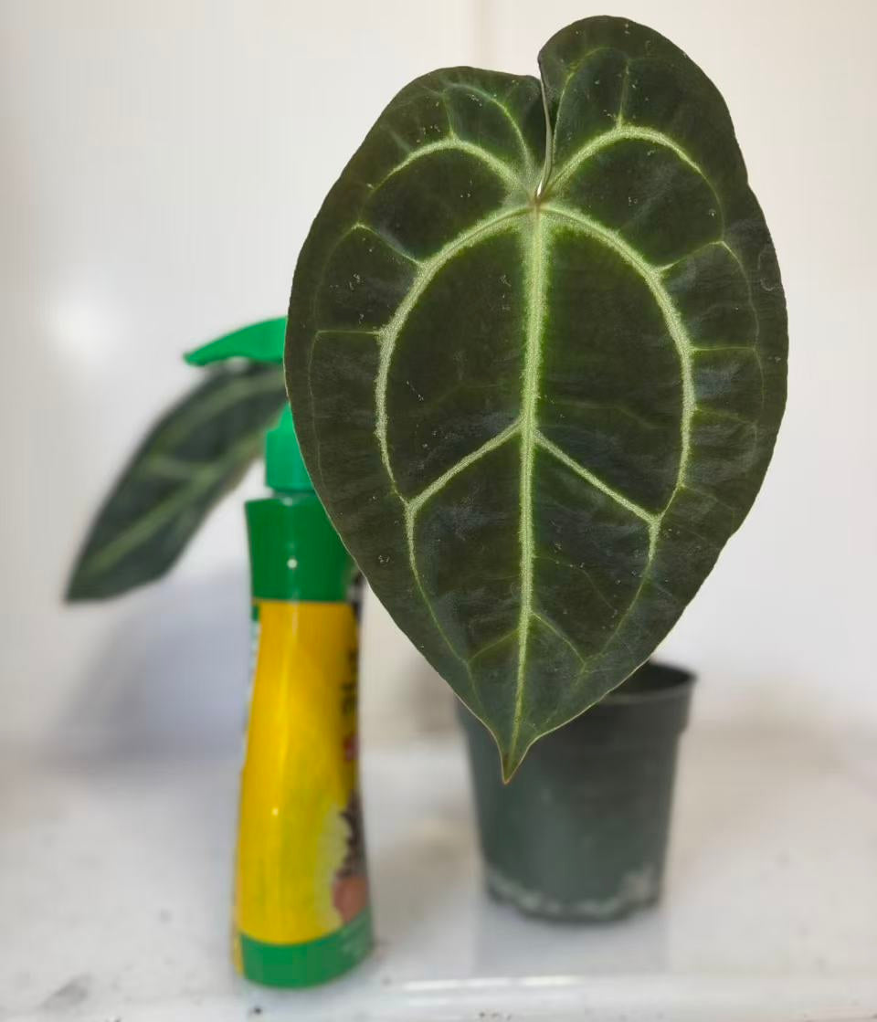 *Grower’s Choice* Anthurium Besseae x Dark Forgetii