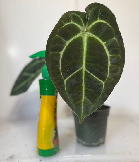*Grower’s Choice* Anthurium Besseae x Dark Forgetii