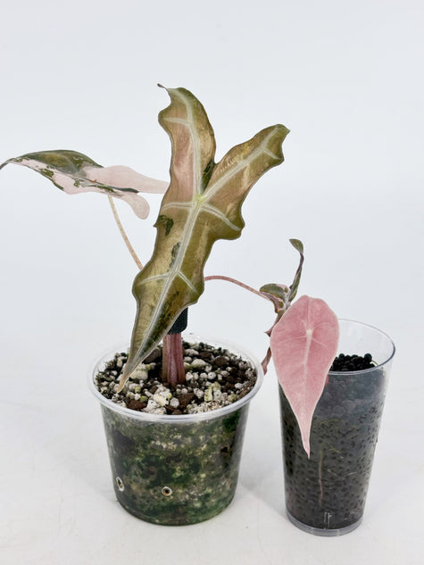 Pink Combo (Chantrieri Pink & Noblis Pink K form) @BC Warehouse