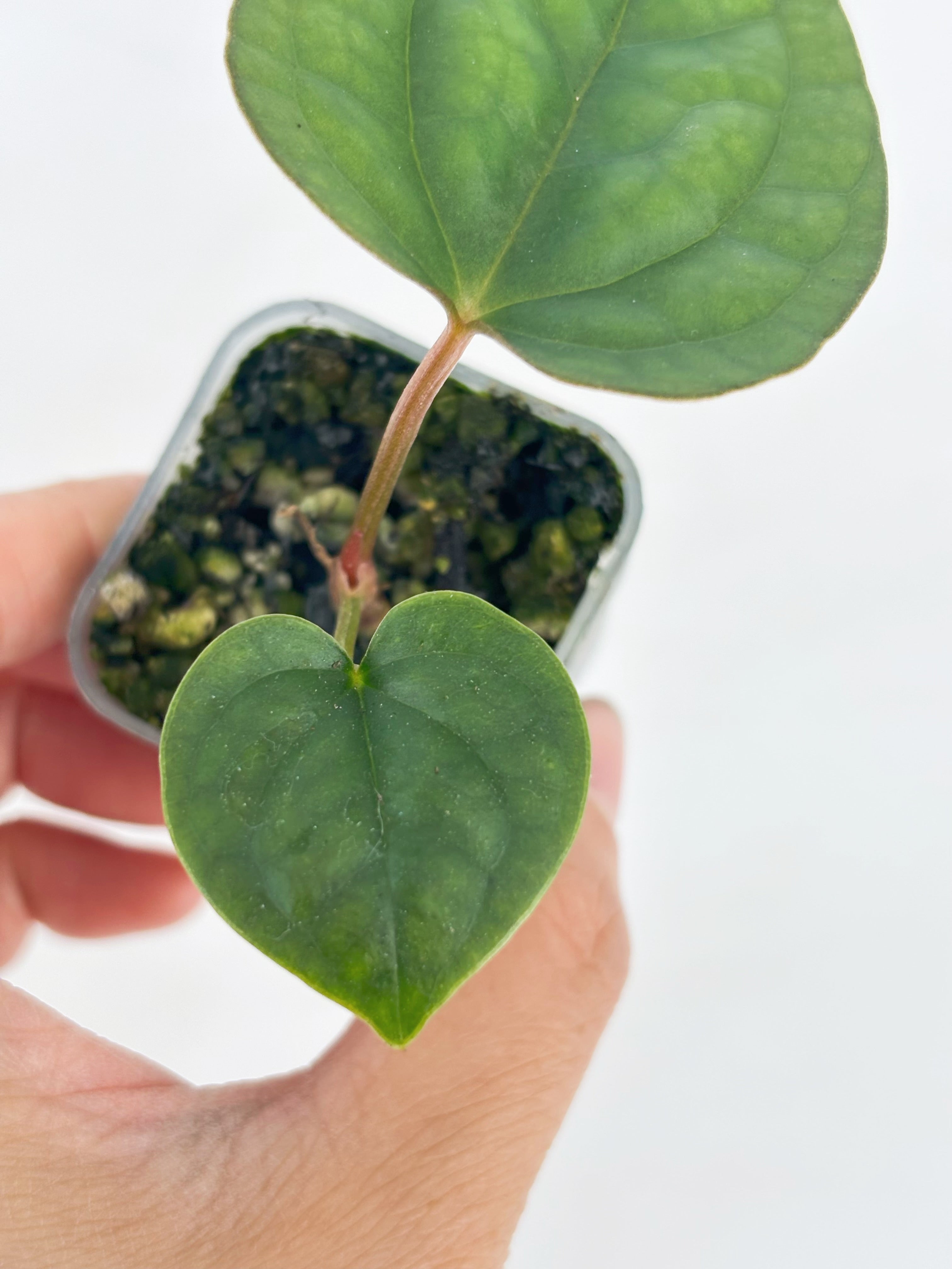 Anthurium Combo (Dorayaki silver &Lux self） @BC Warehouse l