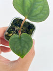 Anthurium Combo (Dorayaki silver &Lux self） @BC Warehouse l