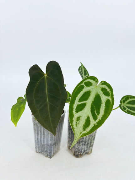 Anthurium Combo (papi fsrl x forgetii df & reverted Crystallinum var)@BC Warehouse