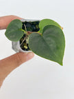 Anthurium Combo (Silver Blush, Forgetii self, Lux self) @BC Warehouse