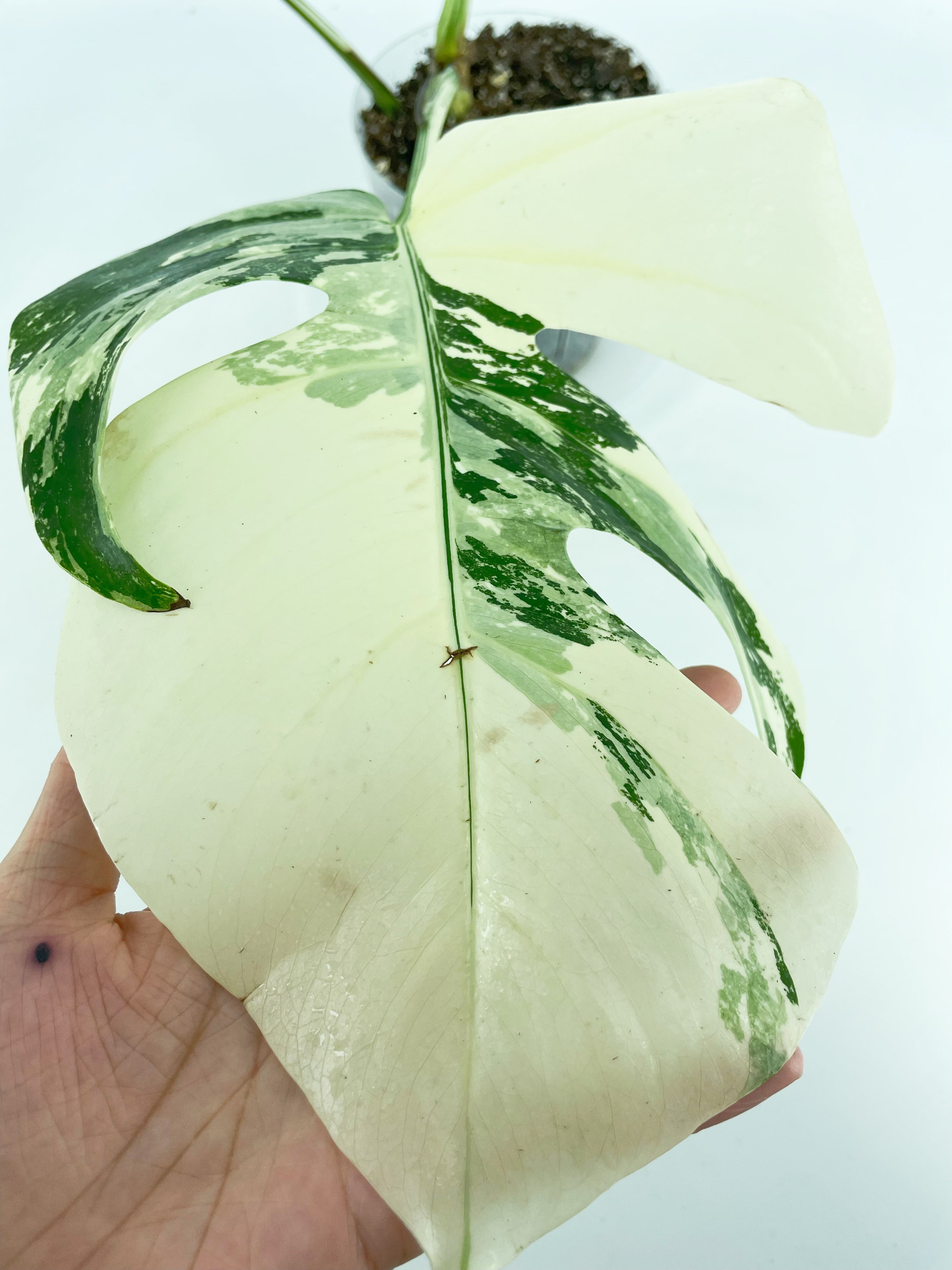 Monstera Albo *Pick up&Local Delivery Only* 3 leaves