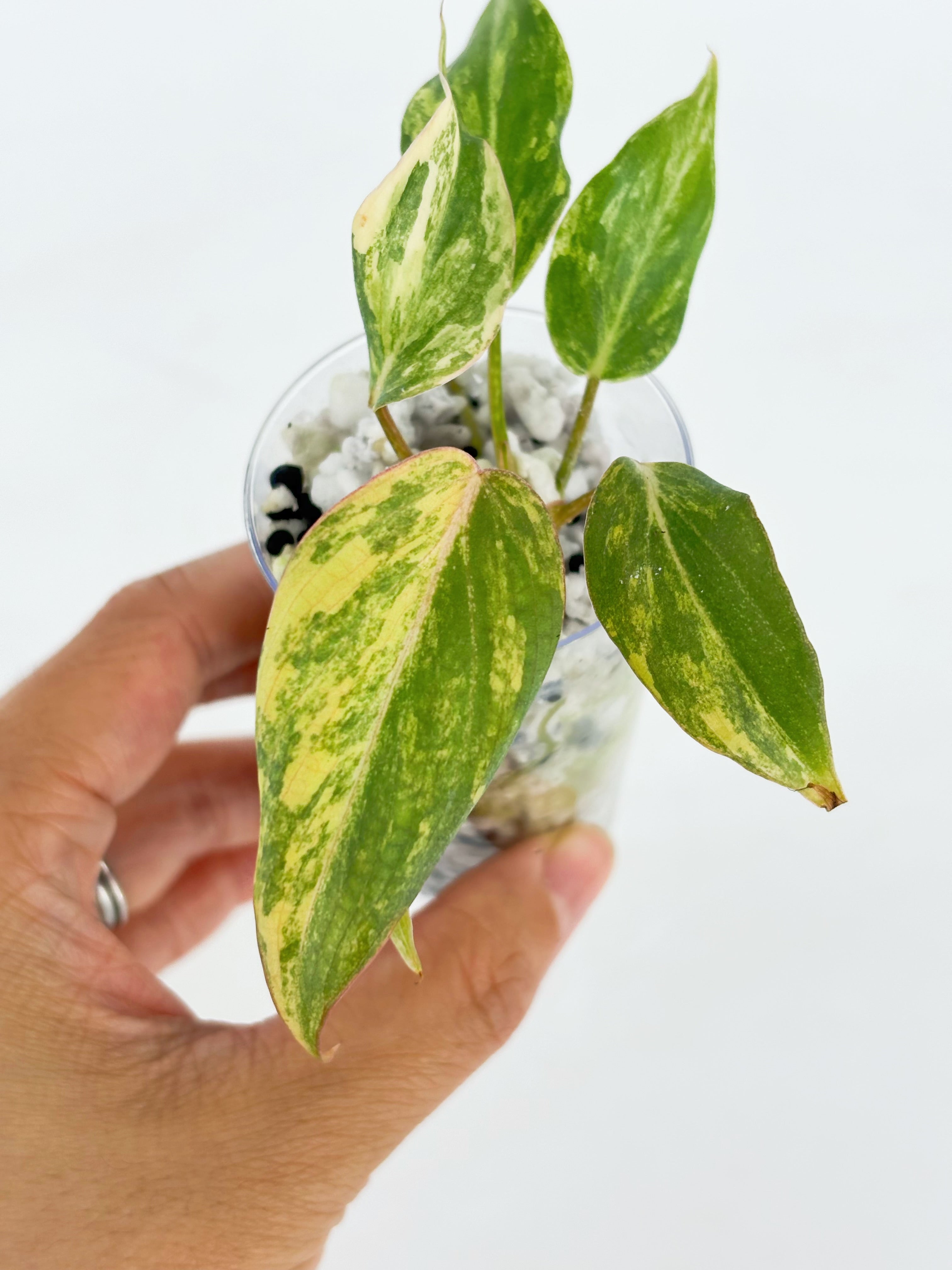 Philodendron Glorisom Tricolor@BC Warehouse