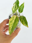 Philodendron Glorisom Tricolor@BC Warehouse
