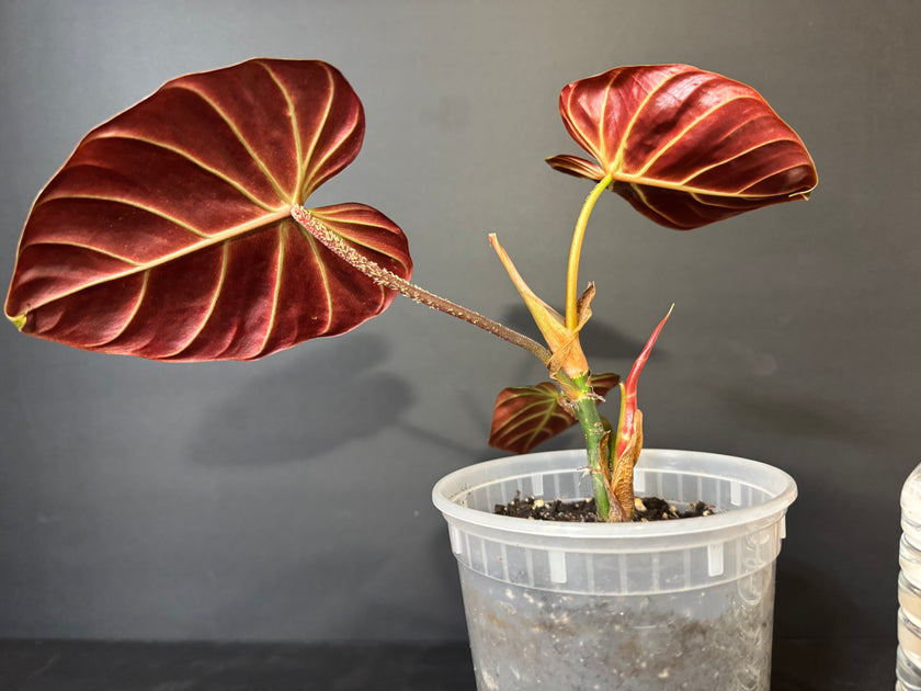 Philodendron Amazon Sunset