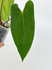 Anthurium Dark Phoenix x RLFS @BC Warehouse