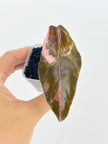 Alocasia Pink Combo (Nobilis & Chantrieri) @BC Warehouse