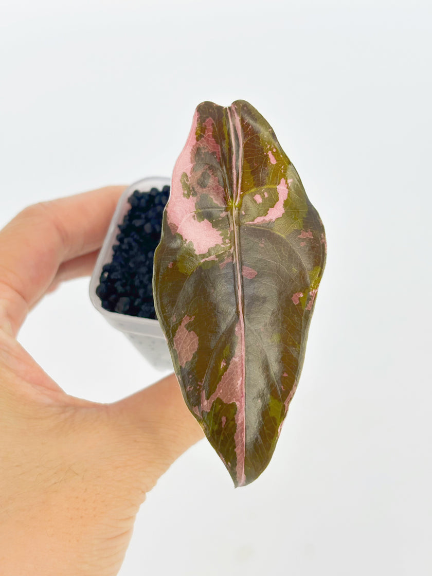 Alocasia Pink Combo (Nobilis & Chantrieri) @BC Warehouse