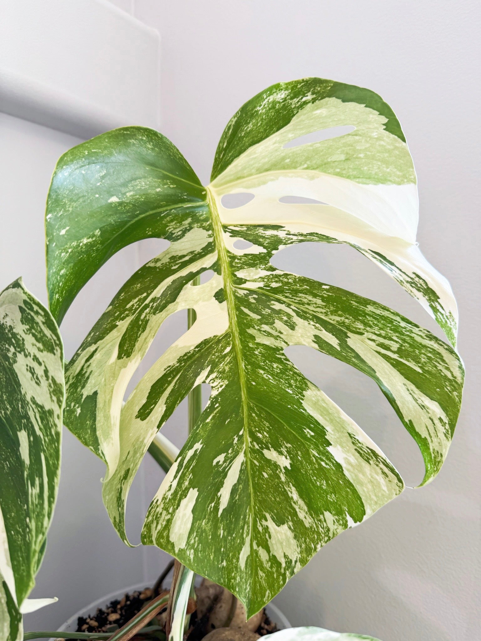 Monstera Albo Holland @ON Warehouse *Pick Up &GTA Delivery Only*
