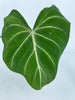 Philodendron Glorious Combo