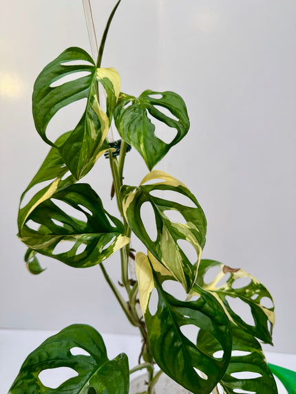 Monstera Adansonii Japanese Tricolor