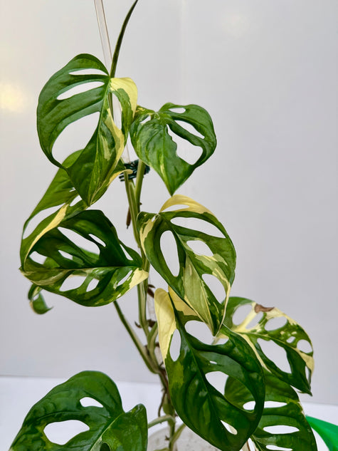 Monstera Adansonii Japanese Tricolor
