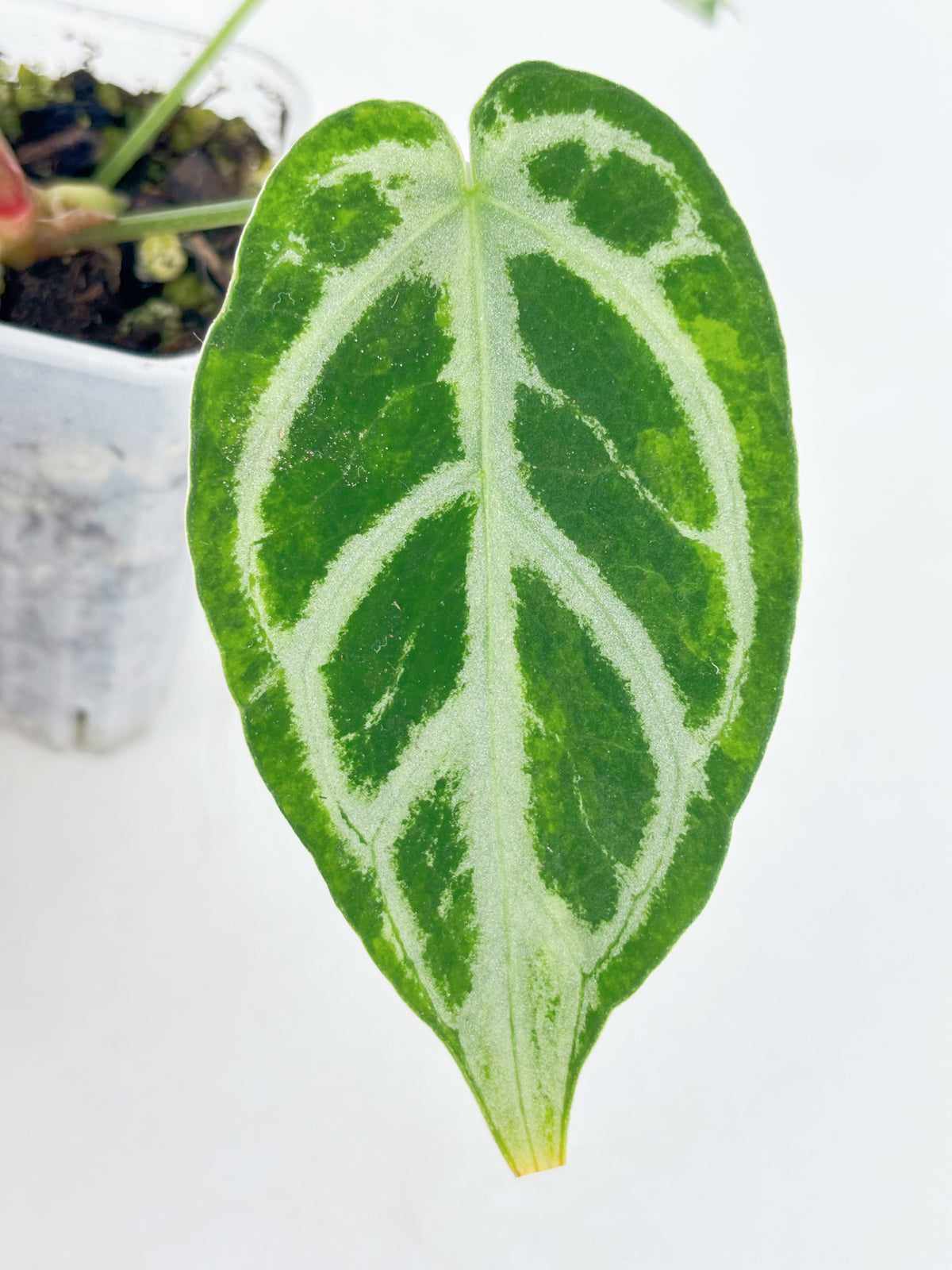 Anthurium Crystallinum Var
@BC Warehouse
