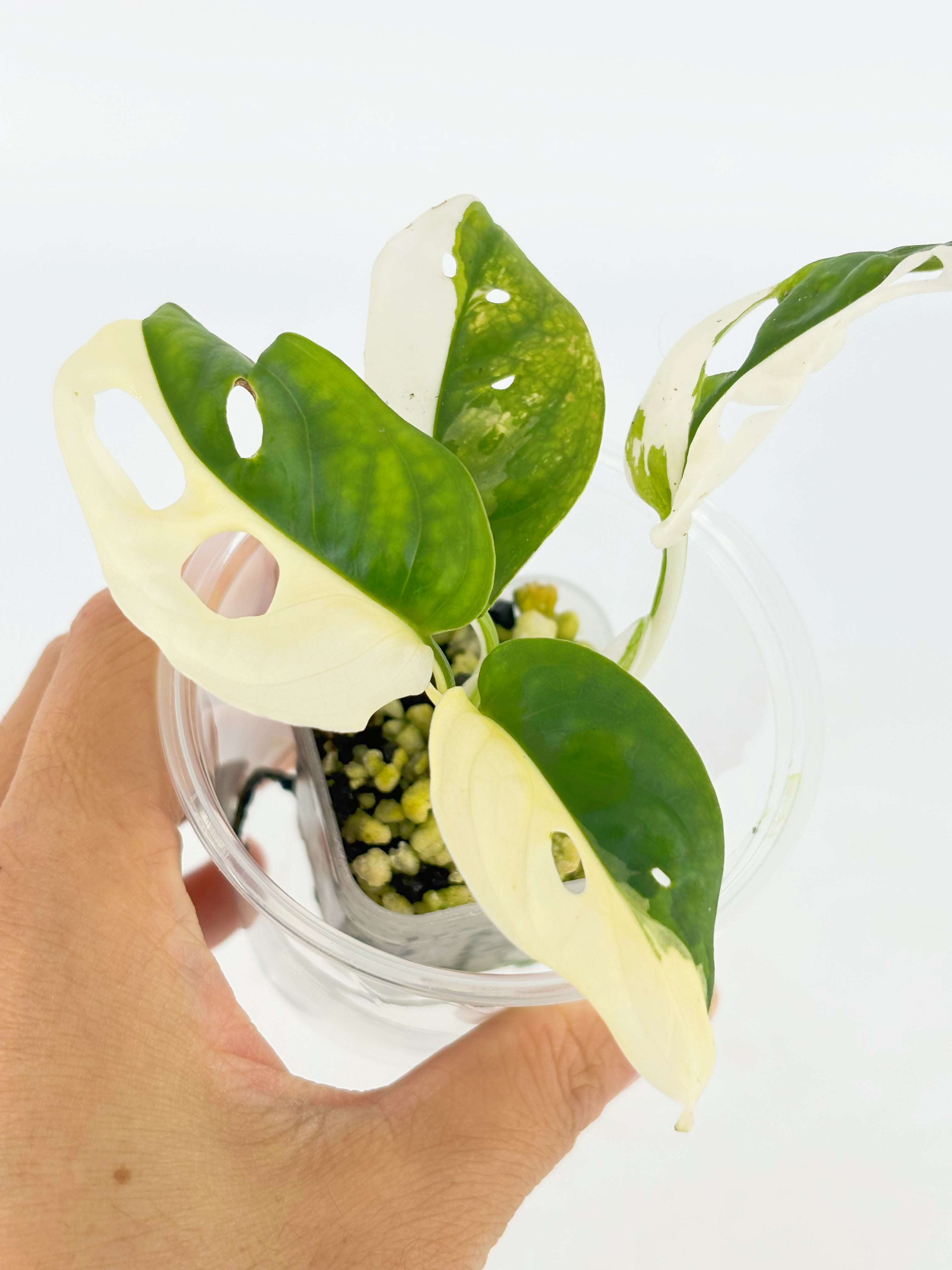 Monstera Adansonii Tricolor Japan@BC Warehouse