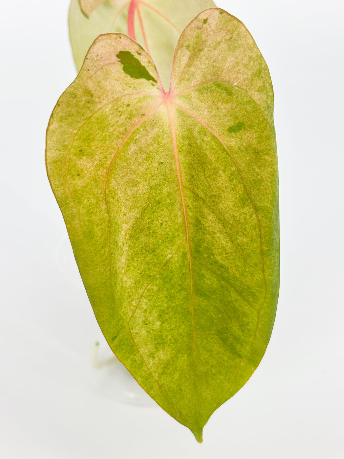 Anthurium Dark Phoenix × Goliath Var @BC Warehouse