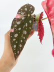 Begonia Maculata Pink @BC Warehouse