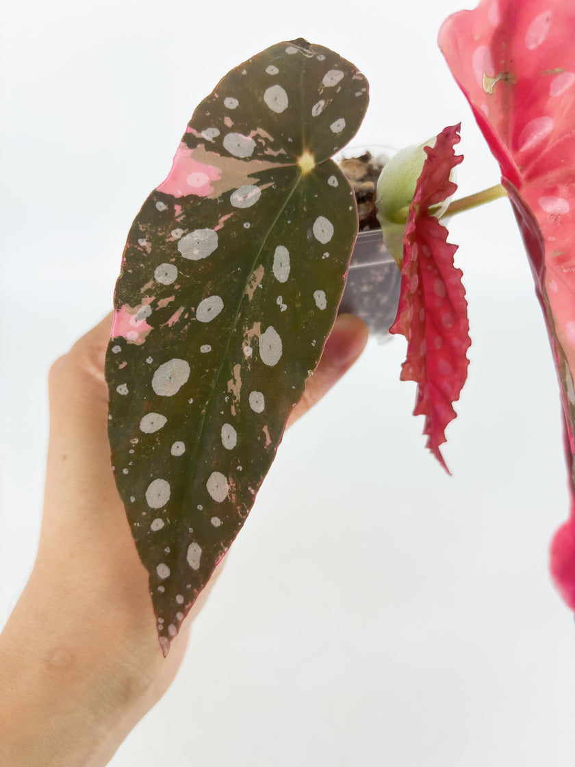 Begonia Maculata Pink @BC Warehouse