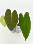 Anthurium Combo@BC Warehouse