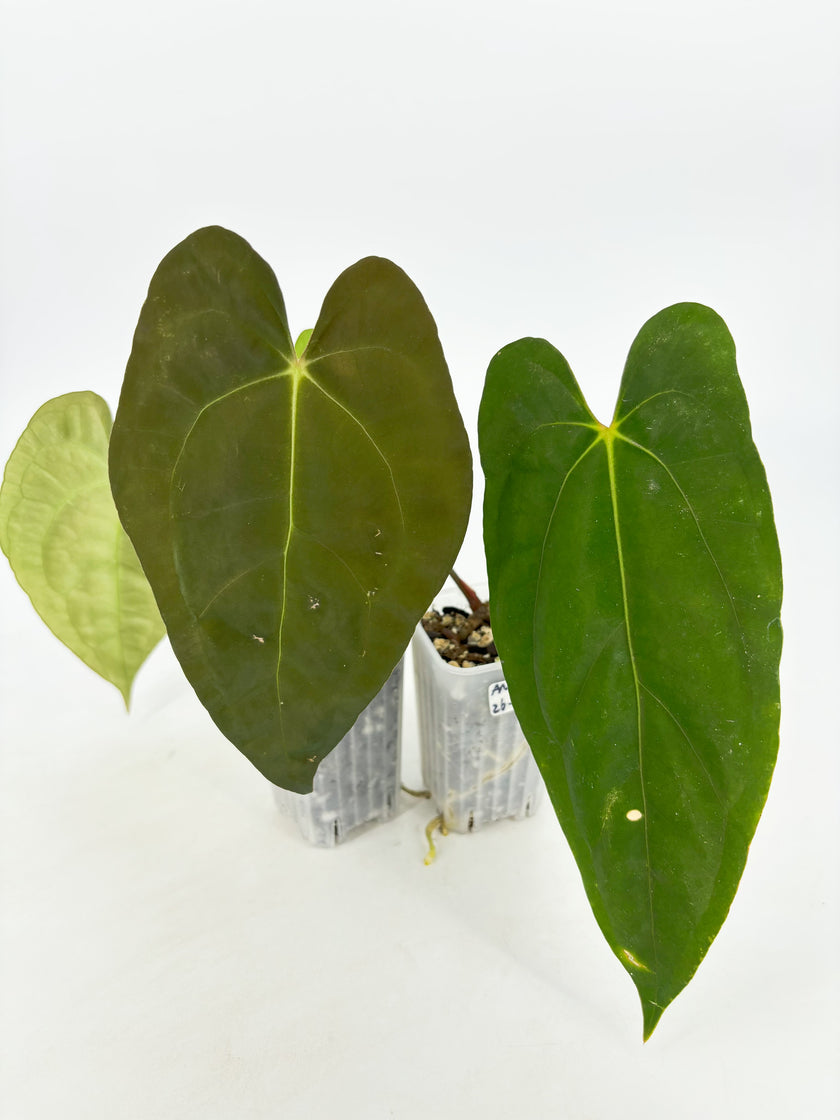 Anthurium Combo@BC Warehouse