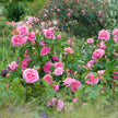 Gertrude Jekyll-Bare Root Preorder (no pot)