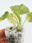 Alocasia Melo Aurea@BC Warehouse