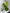 Monstera Albo