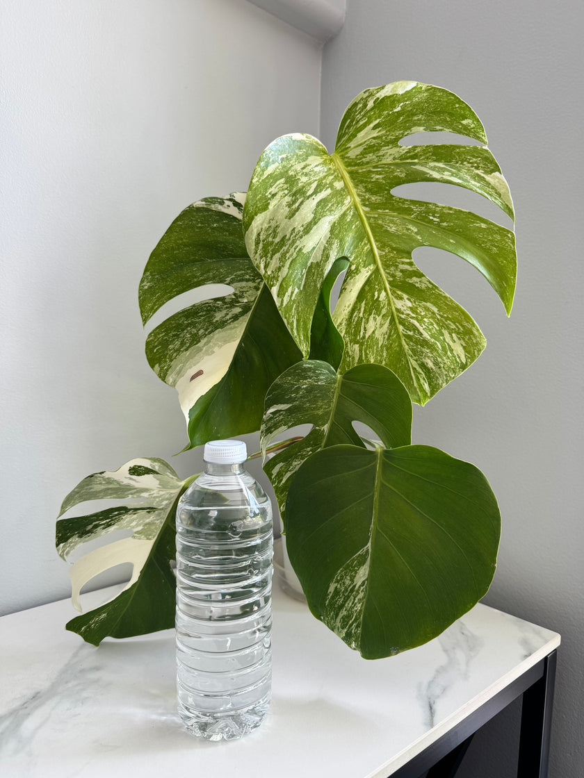Monstera Albo