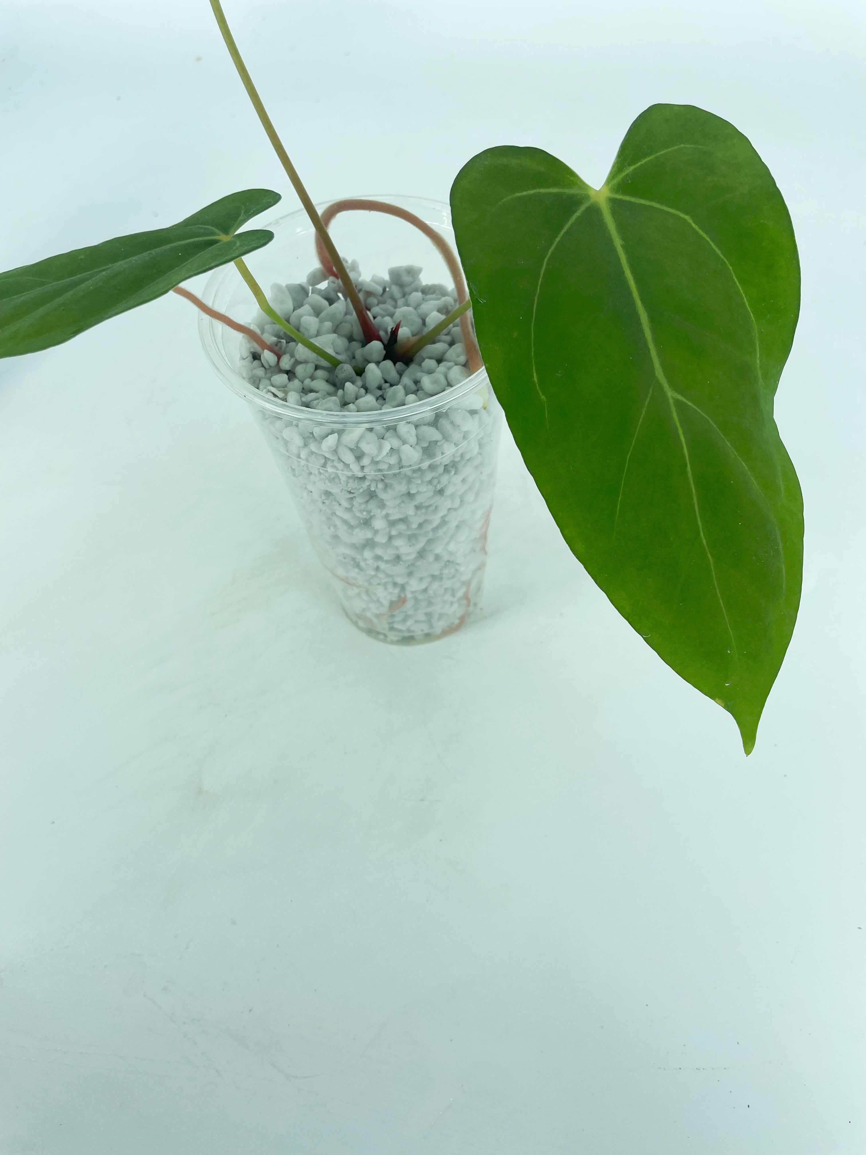 Anthurium Indo Papi