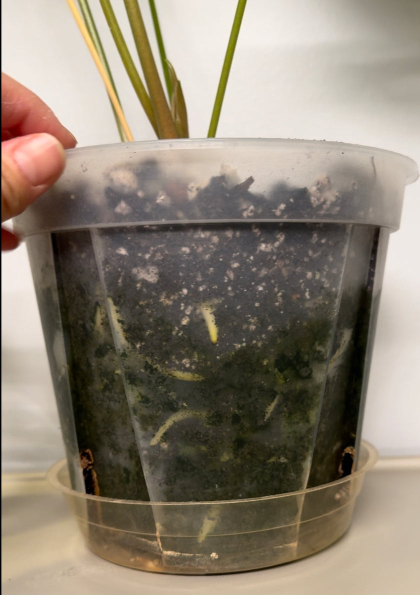 Anthurium Pedatoradiatum XL *Pick up& Local Delivey Only*