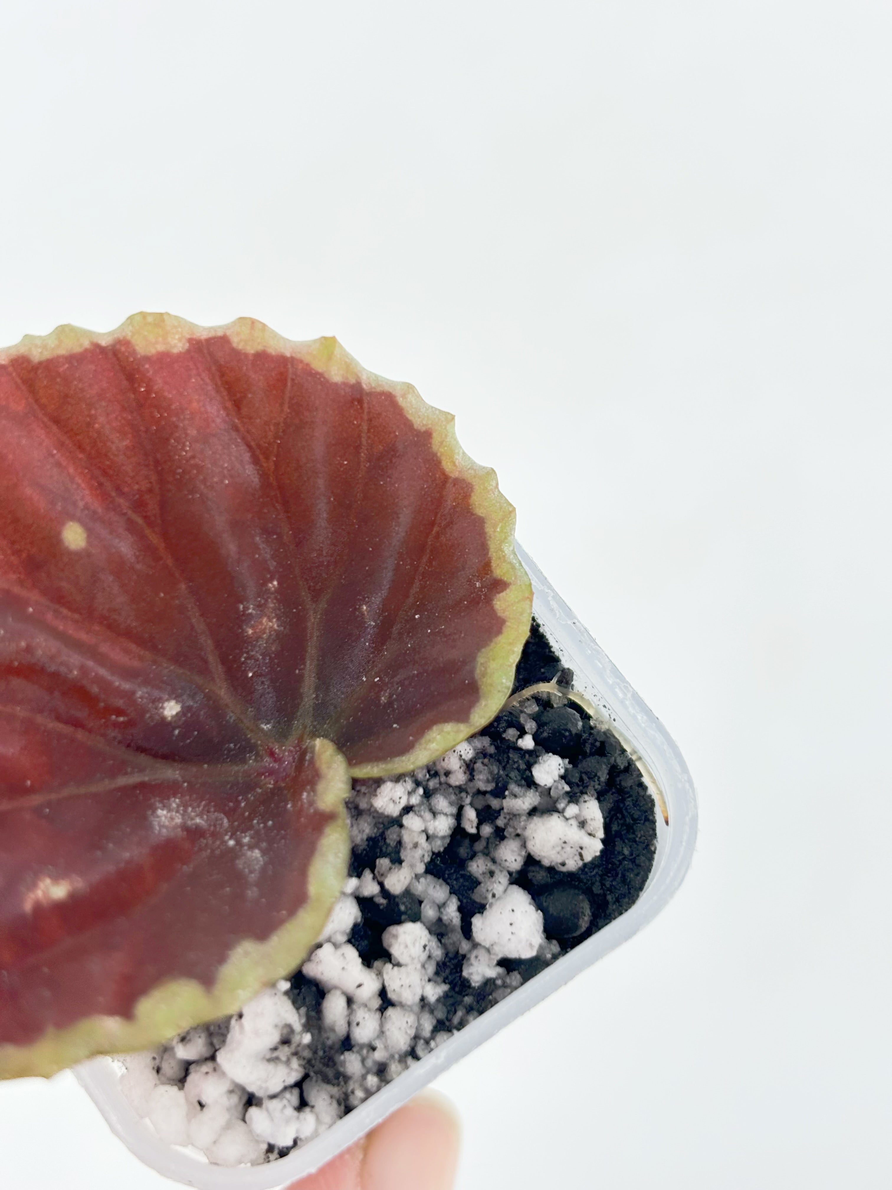 Begonia Darthvaderiana x Malachosticta@BC Warehouse