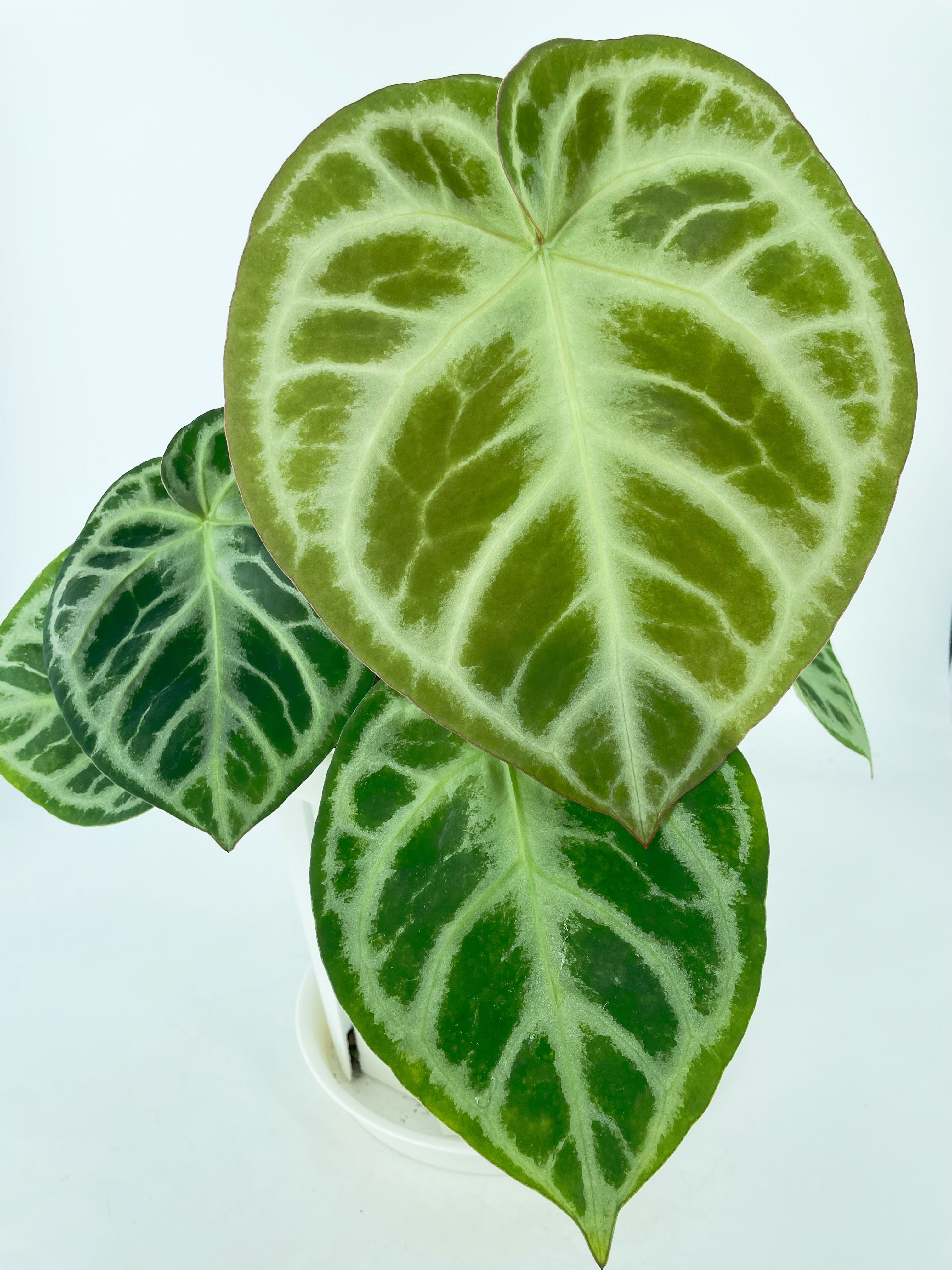 *Grower’s Choice* Anthurium Dorayaki Silver XXL *Pick up and Local delivery only*