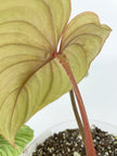 Philodendron Silver Mamei