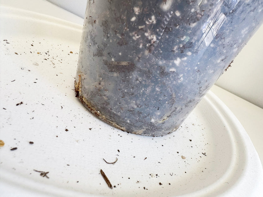 Monstera Albo -Japan