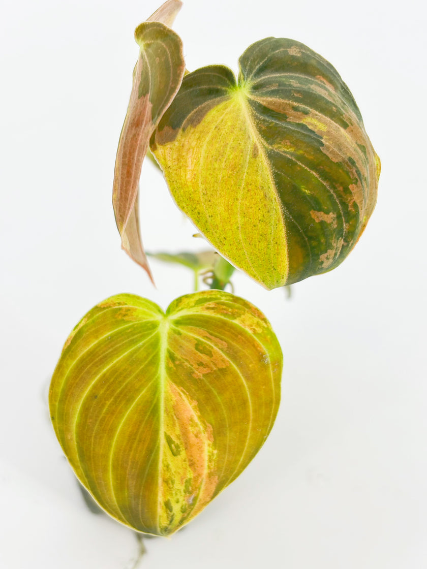 Philodendron Melanochrysum Var@BC Warehouse