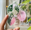 Tropical Plants Magnets by ListLee @BC Warehouse